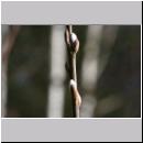 Weide -02- 01a beim Erwachen der Kolonie noch nicht am bluehen.jpg